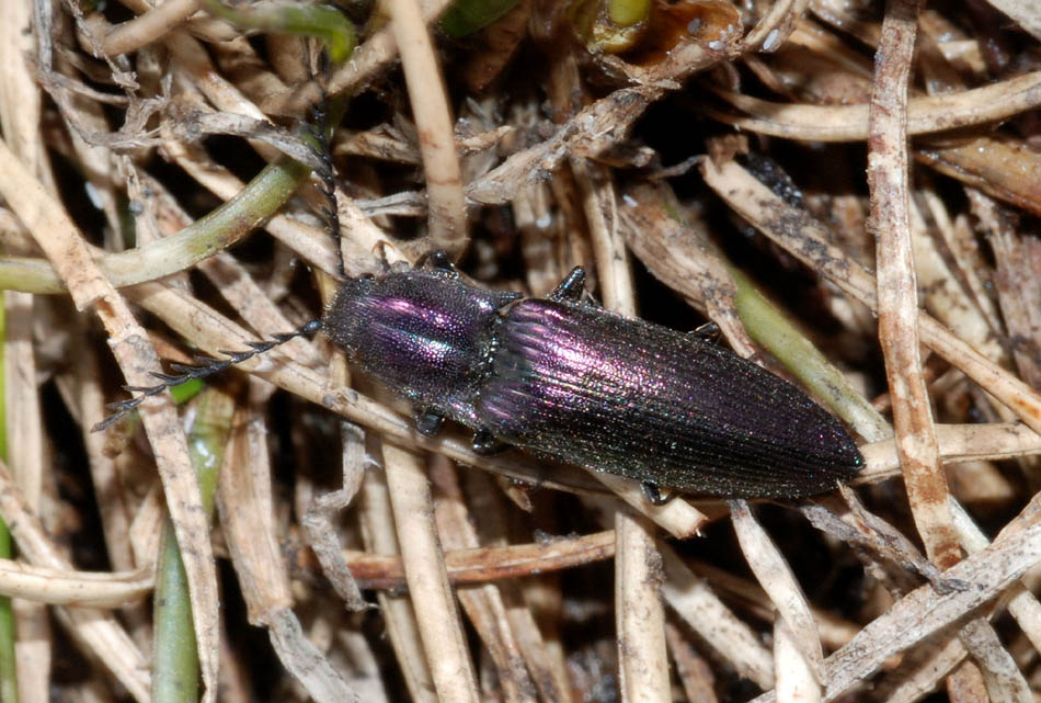 Ctenicera cuprea